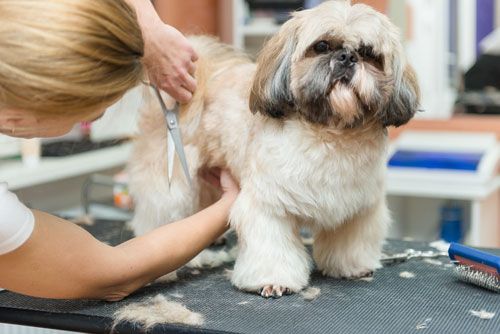 Hundefrisör